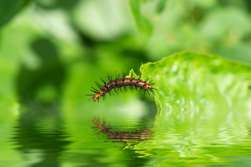 Orange and black Worm on leaves.