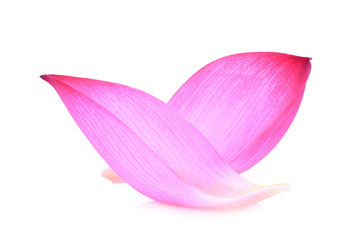 closeup of pink lotus petal isolated on white background