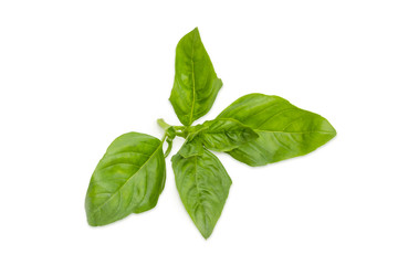Twig of green basil on a white background closeup