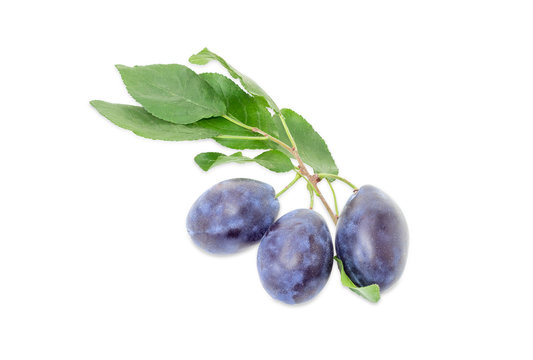 Plums on a branch with leaves on a white background