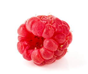 One raspberry isolated on white background macro