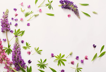 lupine flowers on white background