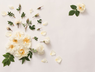 Fototapeta na wymiar roses on white background