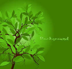 Green Nature Backghround