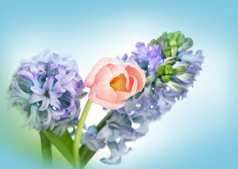 Spring flowers on blue background