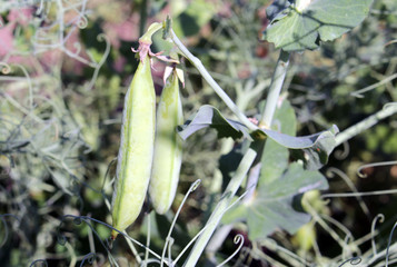 Peas in the garden