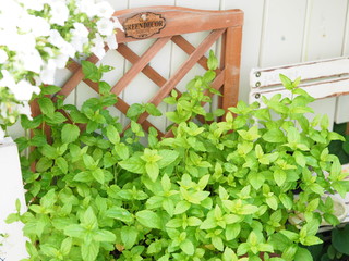 ハーブミントのプランター © hiro cafe