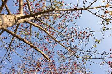 Orange Flower Bombax ceiba or silk cotton flower