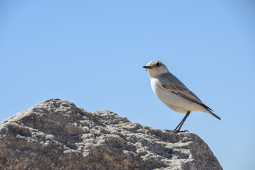 Tractrac Chat- Namibia:small bird