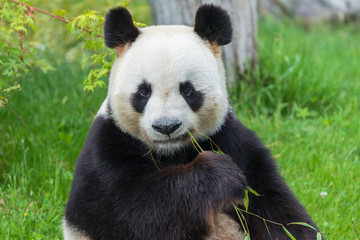 Obraz premium Giant panda, bear panda sitting on the grass eating bamboo 