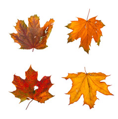 Fototapeta premium Set the autumn maple branch with leaves isolated