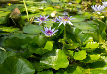 Close-up view of  Blue Lotus  (Nymphaea caerulea) with leaves.