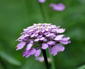 Schleifenblume