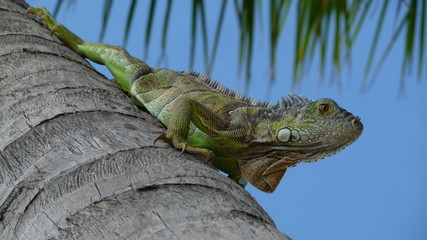 Gecko