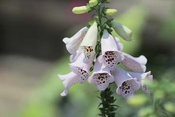 purple foxglove © Seaonweb