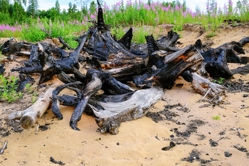 burned trees in the field