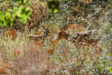 Hembra y cría de Corzo entre la vegetación. Capreolus capreolus.