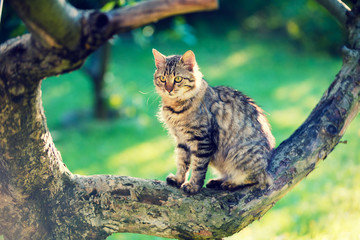 Cute cat sitting on a branch of the tree in the garden