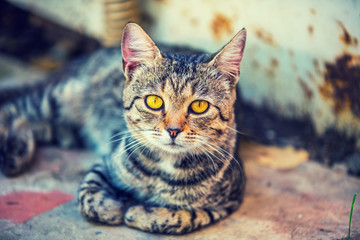 Portrait of a cat lying outdoors at a construction site