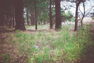 Morning Pine Forest Retro