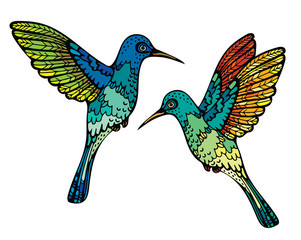 Vector hummingbirds.