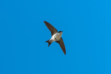 Swallow, Hirundo rustica, flying in a blue sky