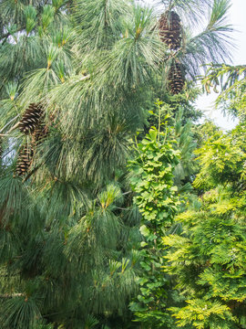 Mexican Weeping Pine