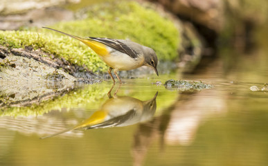 Grey Wagtail