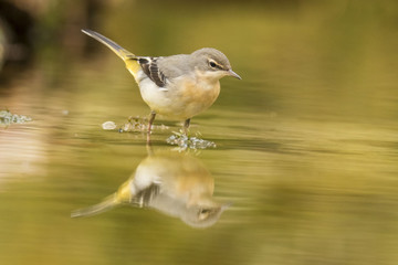 Grey Wagtail