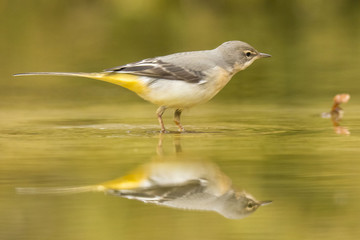 Grey Wagtail