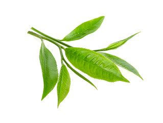 Naklejka premium green tea leaf isolated on white background