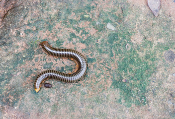 top view of millipede