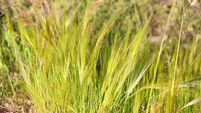 Yellow dry grass on a wind at spring