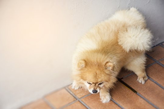 Brown pomeranian dog is lifting legs to pee at the wall.Pet concept.