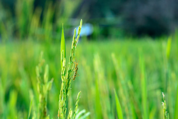 Rice field bug vermin 