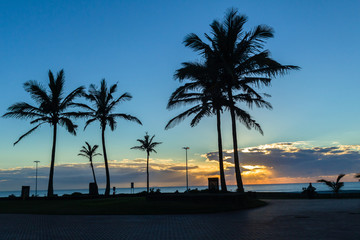 Beach Ocean Dawn Trees Silhouetted