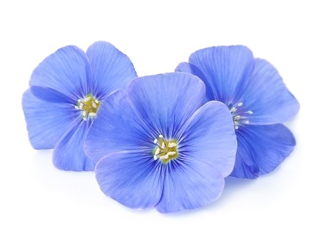 Flax blue flowers closeup.