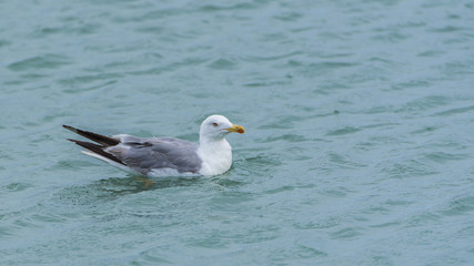 Fototapeta na wymiar Gull swimming, funny head 
