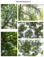 collage of several photos blurry nature