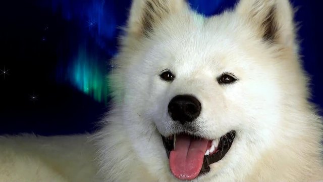 Smile of the Arctic spitz-dog