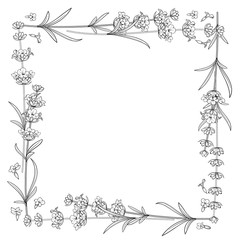 The Lavender frame line. Bunch of lavender flowers on a white background. Vector illustration.