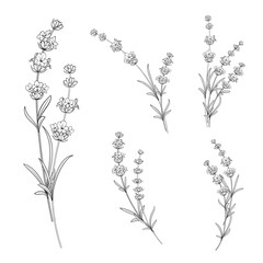 Set of lavender flowers elements. Collection of lavender flowers on a white background. Vector illustration bundle. - obrazy, fototapety, plakaty