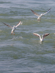 Fototapeta na wymiar Three seagulls, the Black Sea