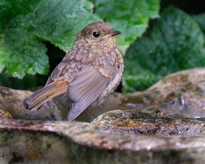 Young European Robin in juvenile feathers.
