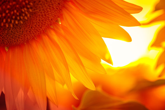 Fototapeta sunflower flower at the sunset