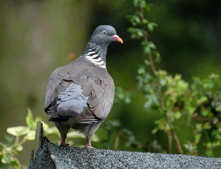 Wood Pigeon on shed roof in house garden.