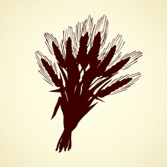 Seven spikelets of wheat. Vector drawing