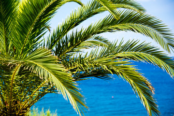 Fototapeta premium palm tree