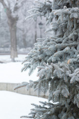 Spruce branches covered with hoarfrost