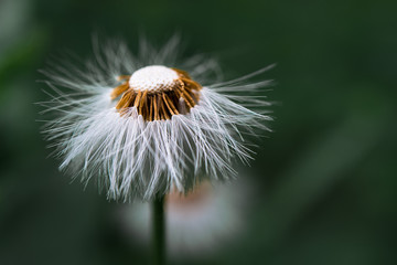 Fruit of asteraceae on the Italian prealps